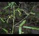 Desmodium paniculatum