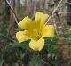 Gelsemium sempervirens