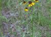 Helenium flexuosum