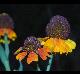 Helenium flexuosum