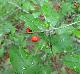Ilex decidua