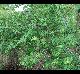 Ilex decidua