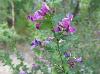 Lespedeza steuvei