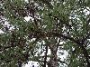 Pinus echinata