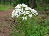Pycnanthemum tenuifolium
