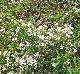 Rubus argutus