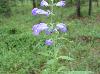 Scutellaria integrifolia