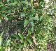 Smilax walteri
