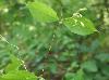 Trachelospermum difforme
