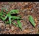 Trachelospermum difforme