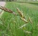 Bromus catharticus