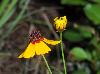 Coreopsis tinctoria