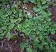 Dichondra carolinensis