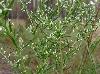 Eupatorium compositifolium