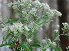 Eupatorium serotinum