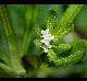 Galium aparine