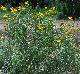 Helenium amarum