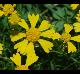 Helenium amarum