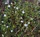 Houstonia micrantha