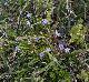 Houstonia pusilla