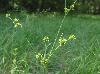 Juncus polycephalus