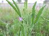 Lathyrus hirsutus