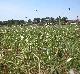 Nothoscordum bivalve