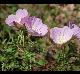 Oenothera speciosa