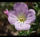 Oenothera speciosa