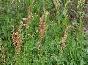 Rumex hastatulus