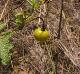 Solanum carolinense