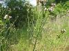 Verbena brasiliensis