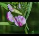 Vicia sativa