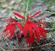 Lobelia cardinalis