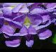 Wisteria frutescens