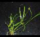 Juncus repens