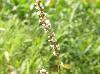 Persicaria hydropiperoides