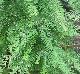 Taxodium distichum