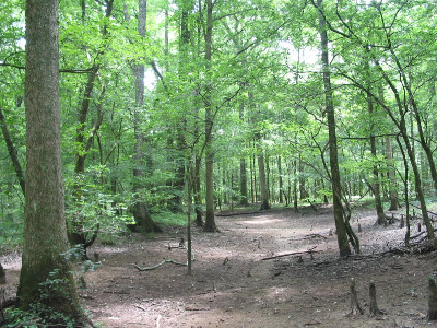 Floodplain forest, Angelina River, Nacogdoches County, Texas