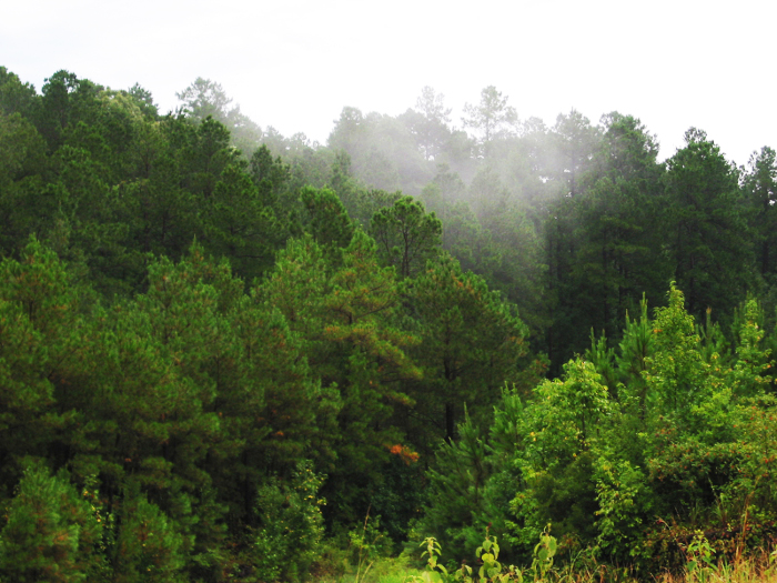 Upland pine stand Kisatchie National Forest, Louisiana