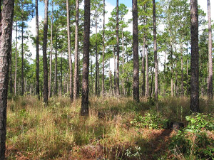 upland longleaf pine forest, Louisiana