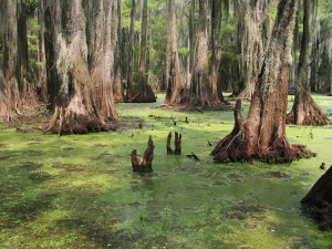 Semi-permanently-flooded swamp
