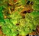 Calypogeia fissa