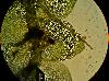Calypogeia fissa