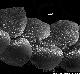 Calypogeia fissa