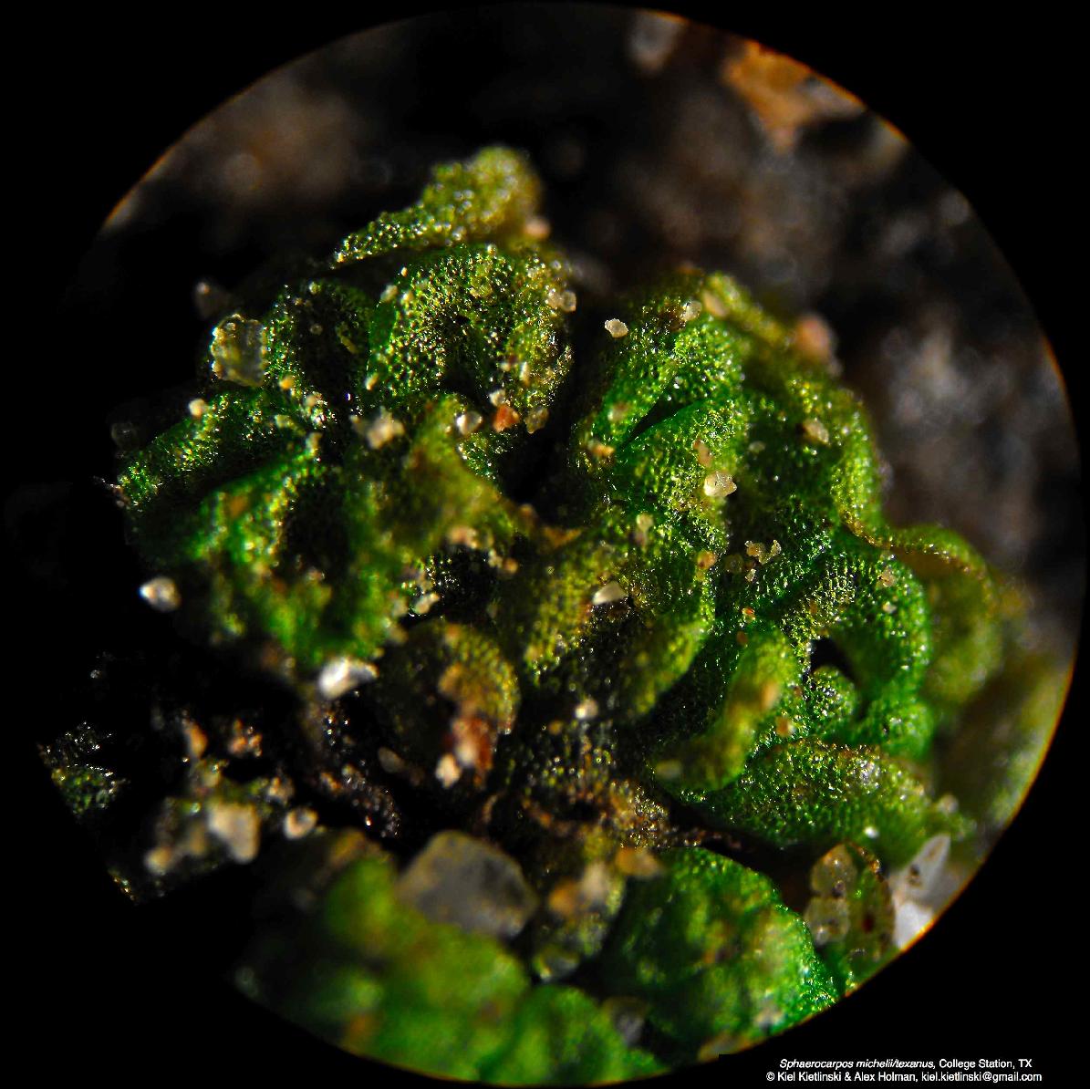Sphaerocarpaceae Image Gallery