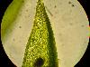 Bryum Lisae