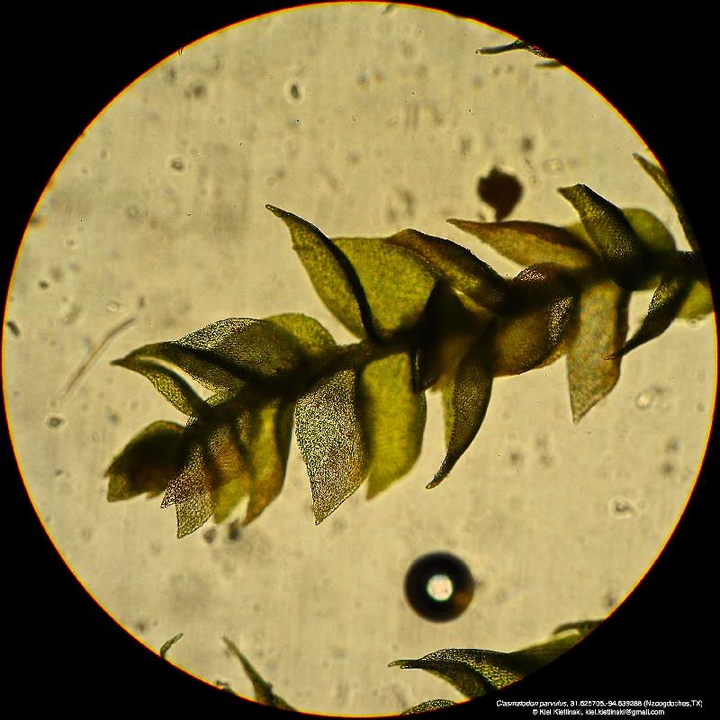 https://james-vankley.com/PineywoodsPlants/Bryophytes_Charophytes/Mosses/Fabroniaceae/Fabroniaceae.html