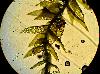 Anacamptodon splachnoides