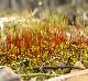 Haplocladium microphyllum